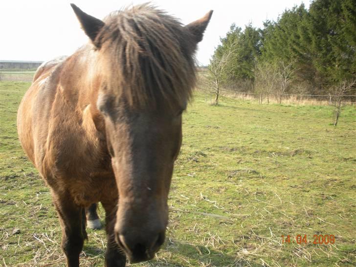 Islænder valva fra ulfsstödum billede 10