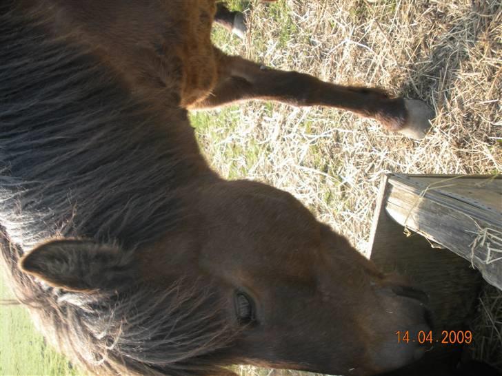 Islænder valva fra ulfsstödum - ummm... billede 11