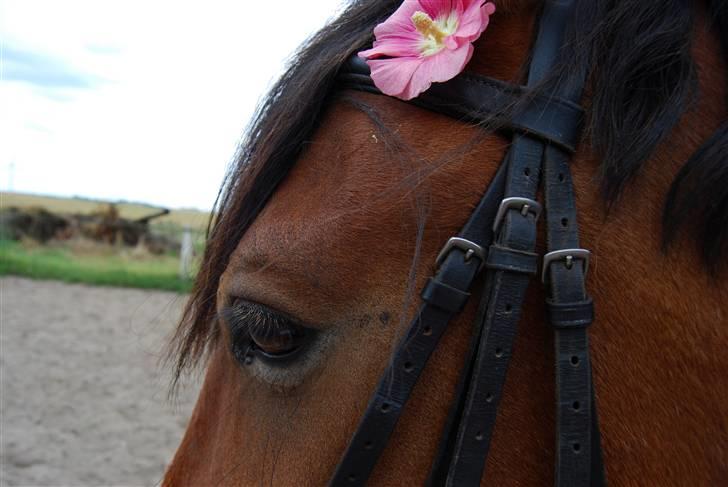 Anden særlig race Rosita ' R.I.P ' <3 :( -  // taget af frederikke ( FML ) billede 10