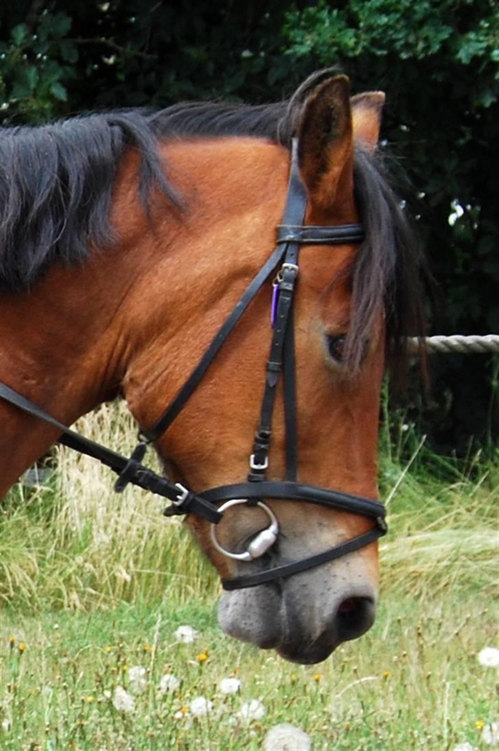 Anden særlig race Rosita ' R.I.P ' <3 :( - // taget af frederikke ( FML ) billede 11