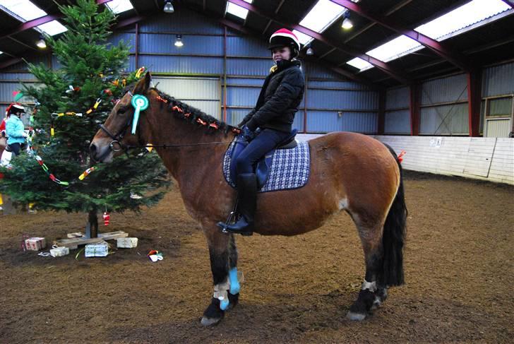 Anden særlig race Rosita ' R.I.P ' <3 :( - til jule stævne(; <3 // taget af frederikke ( FML ) billede 12