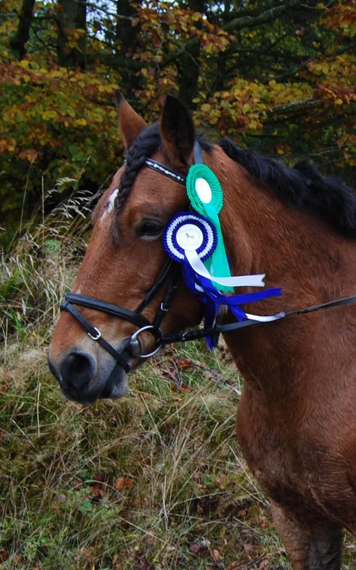 Anden særlig race Rosita ' R.I.P ' <3 :( - første stævne <3 // taget af Frederikke ( FML ) billede 13