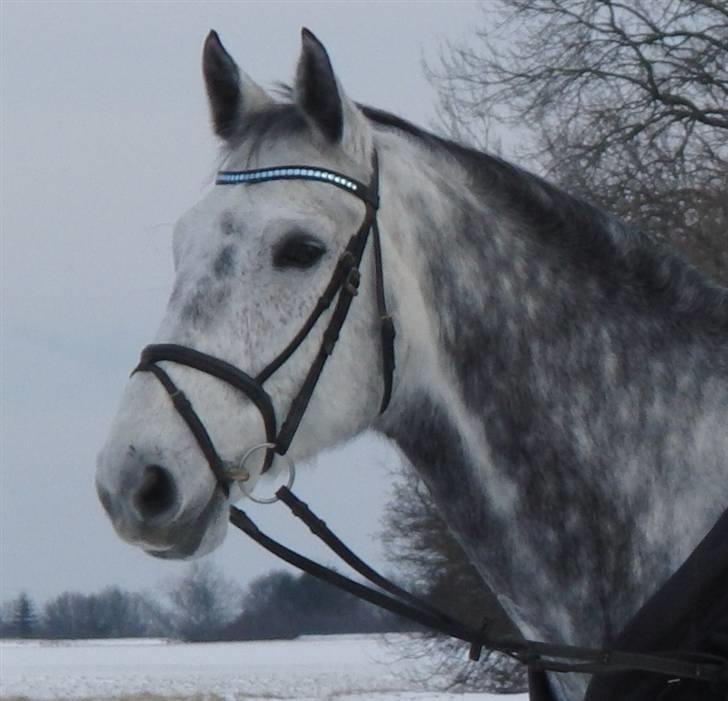 Holstener Cooper - Miiin Prins billede 1