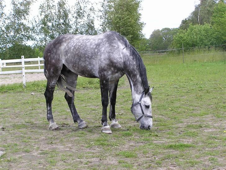 Holstener Cooper - Cooper på fold for første gang i 3 måneder billede 4