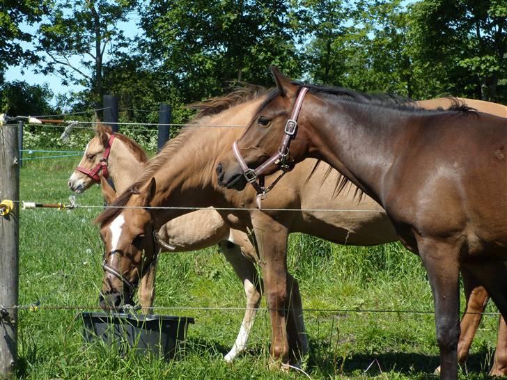Anden særlig race Ronja - ronja med to af sine føller  billede 1