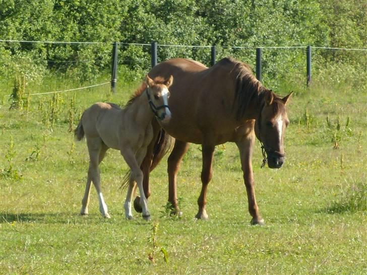 Anden særlig race Ronja - her er hun sammen med føllet fra 2009 rolex hendes første hingste føl billede 2