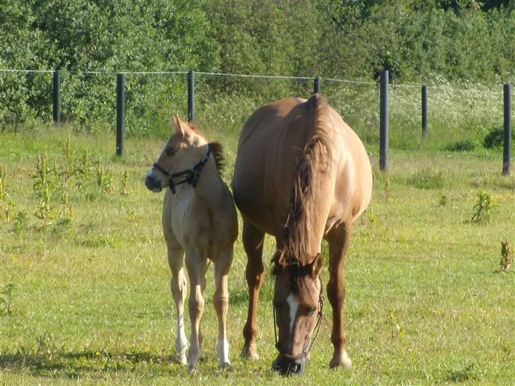 Anden særlig race Ronja billede 3