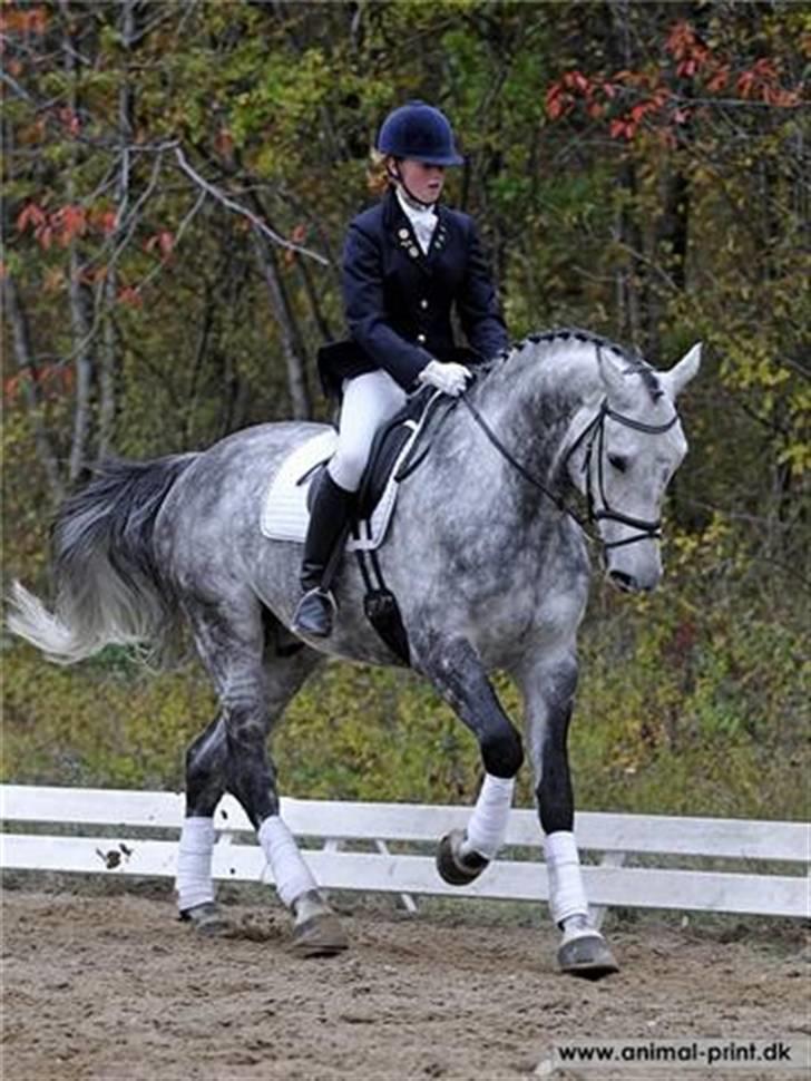 Holstener Cooper - Vinder Lb1 & LB3 65,4% og 66.9% billede 7