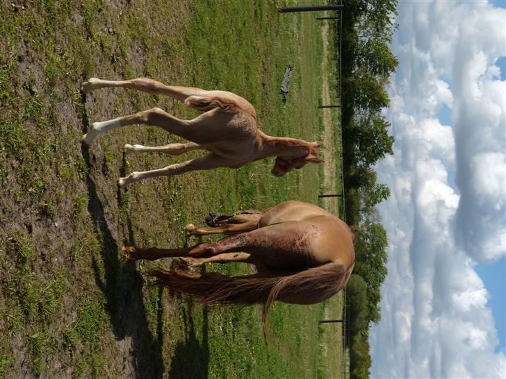 Anden særlig race Ronja billede 4