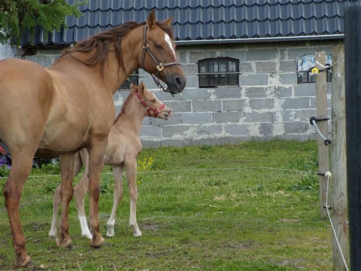 Anden særlig race Ronja billede 5
