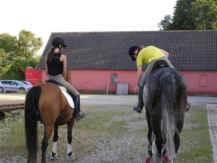 Holstener Cooper - Højde forskel billede 9