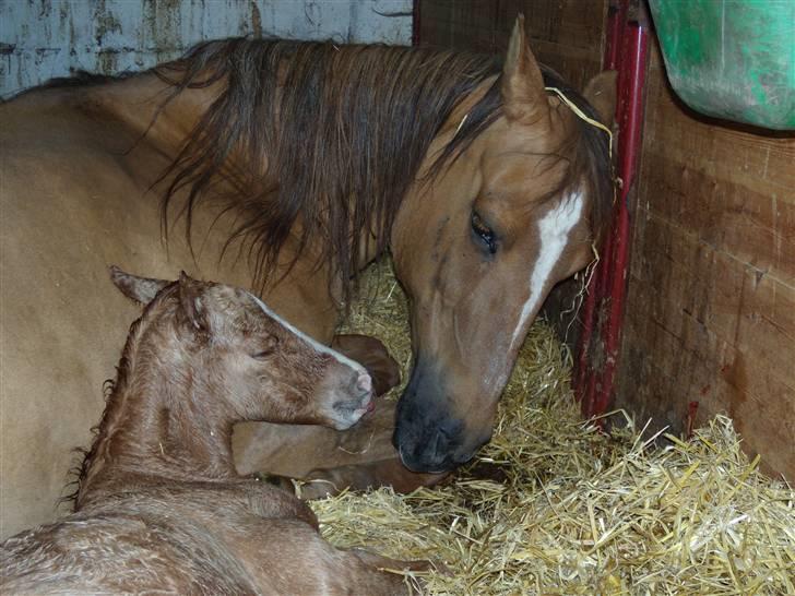 Anden særlig race Ronja - hilser på sin søn for første gang billede 6