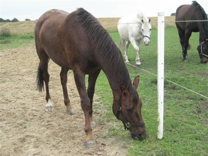 Anden særlig race Spartan El' Sansal billede 2