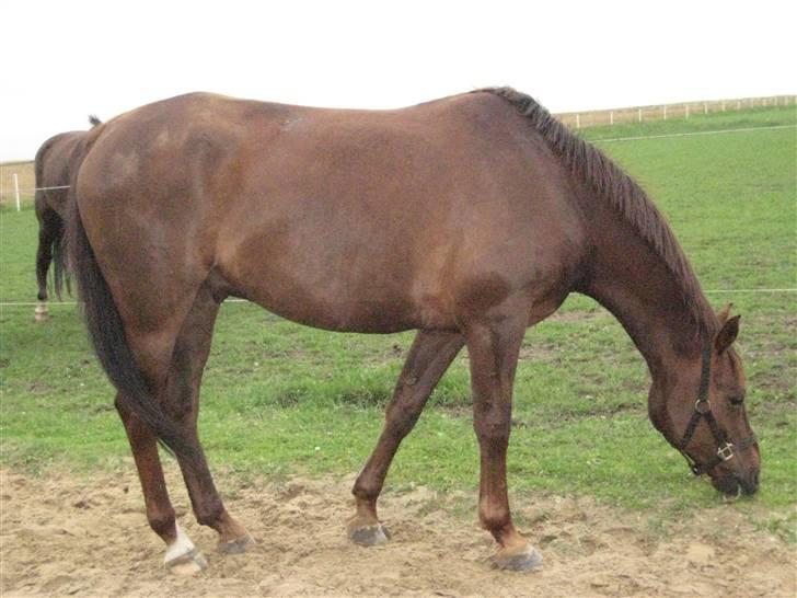 Anden særlig race Spartan El' Sansal billede 3