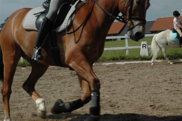 Tysk Sportspony Magic Heart Breaker - Heart og mig til træning ! billede 5