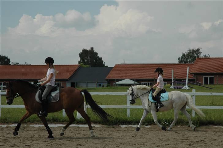 Tysk Sportspony Magic Heart Breaker - Heart og mig til træning ! billede 7