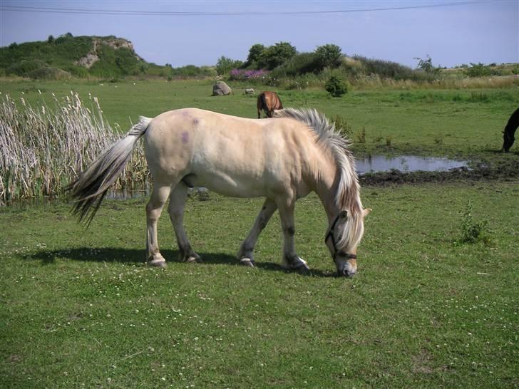 Fjordhest Ghandi ** solgt** - fotogen hest...!!!! billede 15