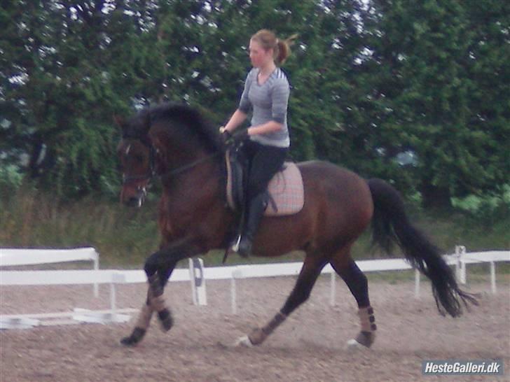 Anden særlig race Flint <3 R.I.P † 23.05.11 - Dressur træning juni 2009 (: Foto: Nina Bønneland. billede 1