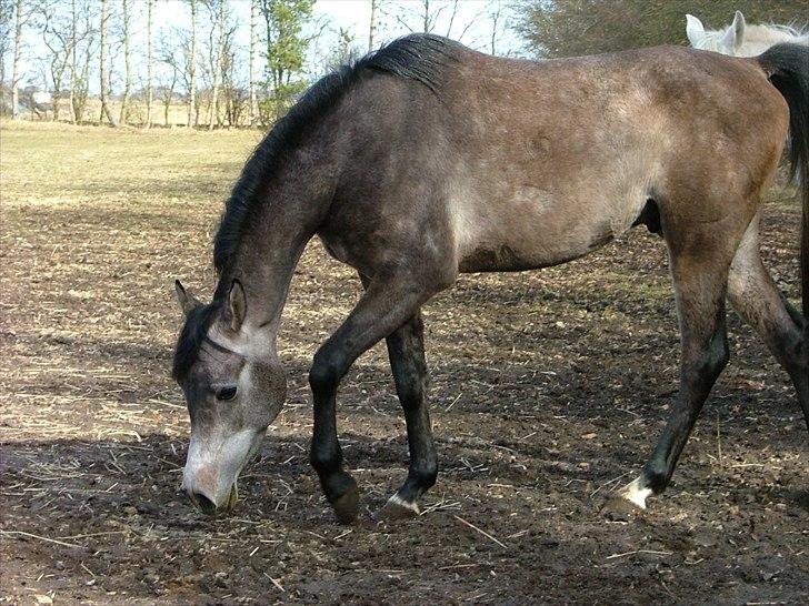 Arabisk fuldblod (OX) Chamiliuz - 01.04.2011 billede 11