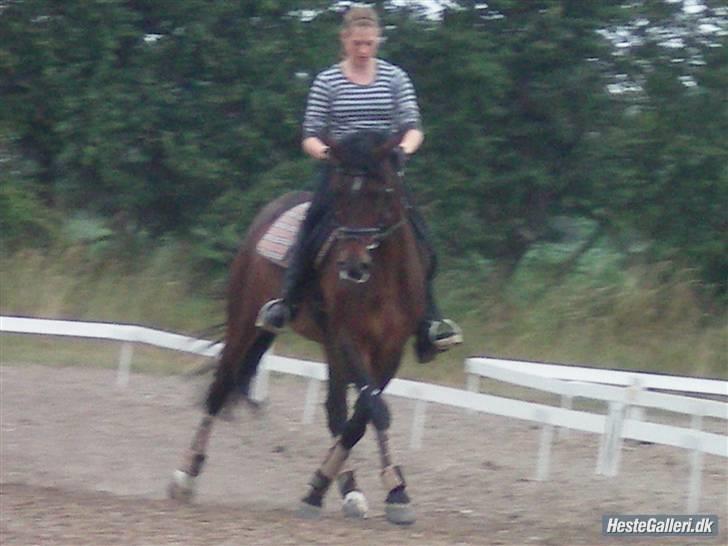 Anden særlig race Flint <3 R.I.P † 23.05.11 - Dressur træning juni 2009 (: Foto: Nina Bønneland. billede 6