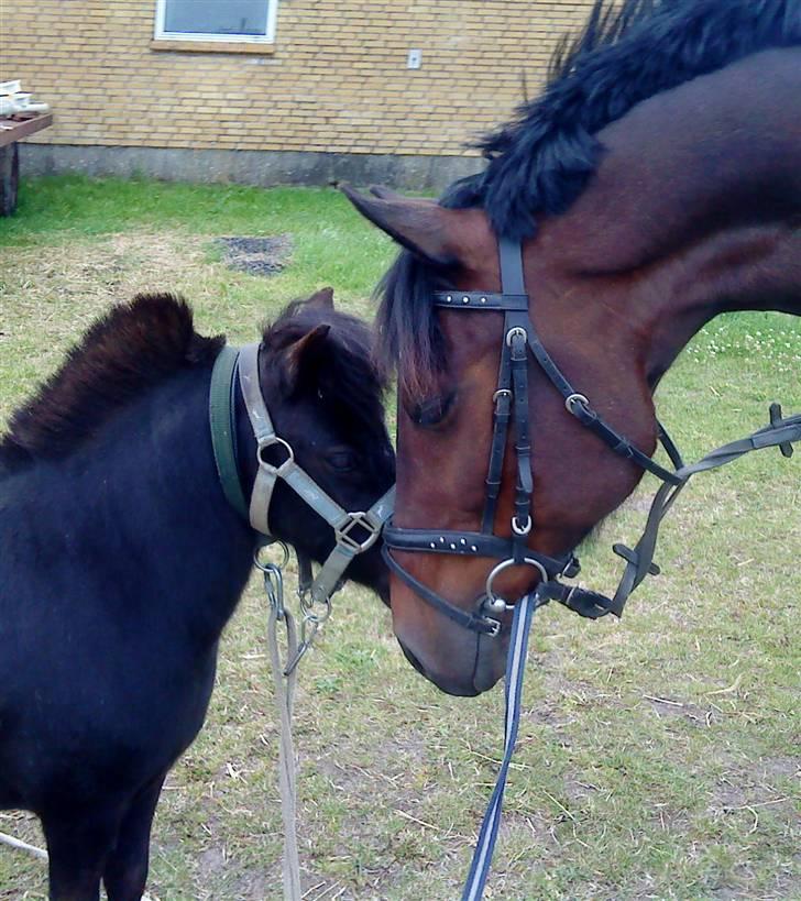 Anden særlig race Flint <3 R.I.P † 23.05.11 - Flint & søde Billie :D  billede 8