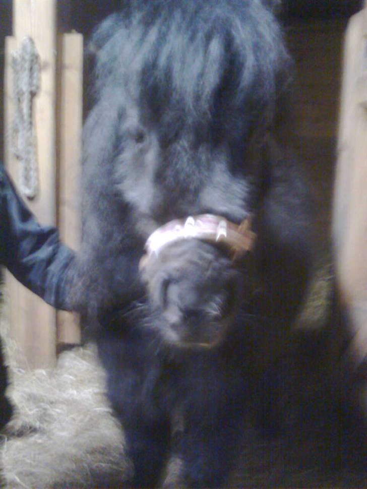 Shetlænder Wendy - Wendy den gang vi fik hende billede 11