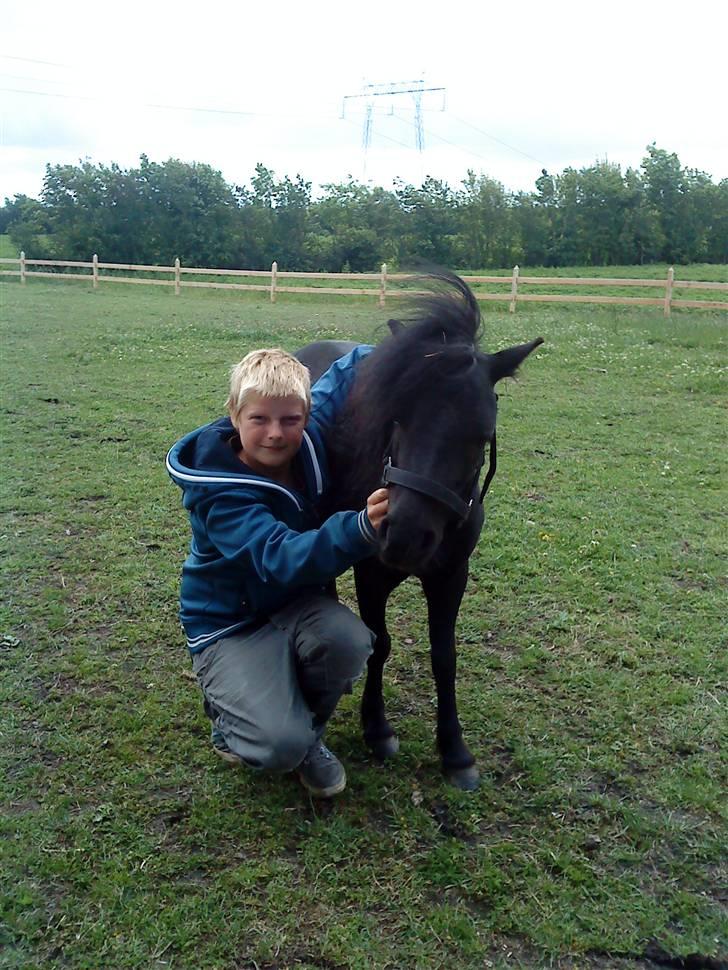 Shetlænder Wendy - Wendy Nu... billede 12