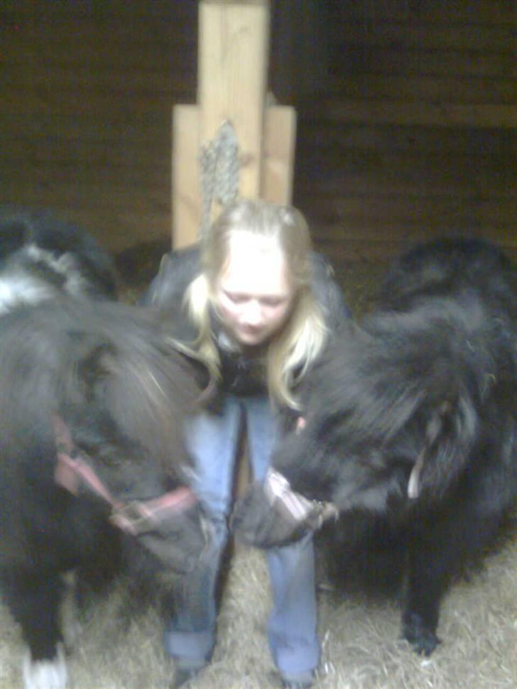 Shetlænder Wendy - Vi har alle 3 fundet noget... billede 13