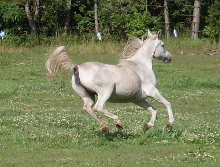 Arabisk fuldblod (OX) Bandala - RIP 2012 - 21.07.09 billede 14