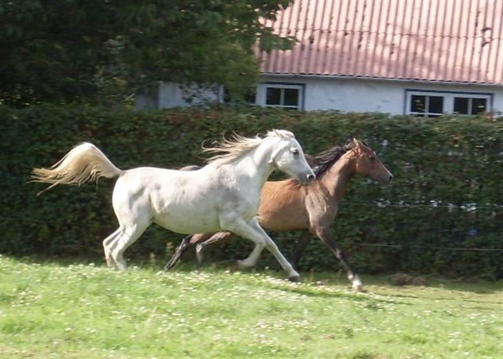 Arabisk fuldblod (OX) Bandala - RIP 2012 - 21.07.09 billede 15