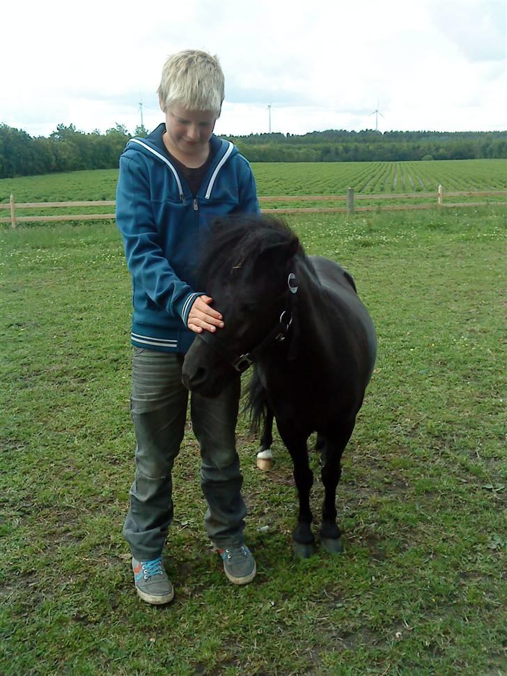 Shetlænder Wendy billede 14