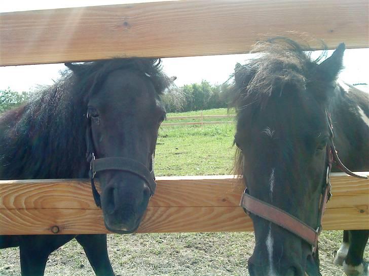 Shetlænder Wendy - Wendy og Ghost billede 15