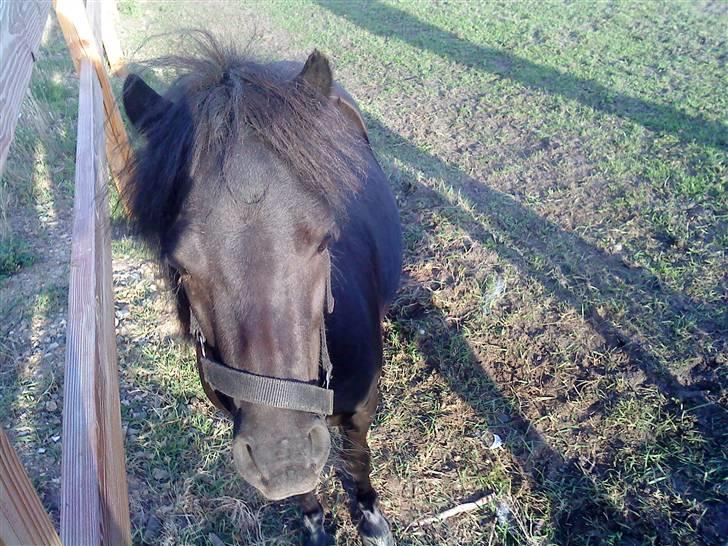 Shetlænder Wendy billede 16
