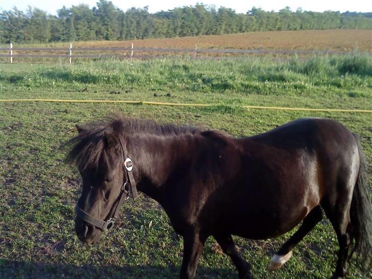 Shetlænder Wendy - Min smukke Wndy billede 17