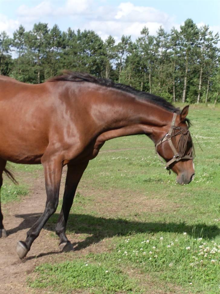 Dansk Varmblod Raphiella Scarlet - 21.07.09 billede 18