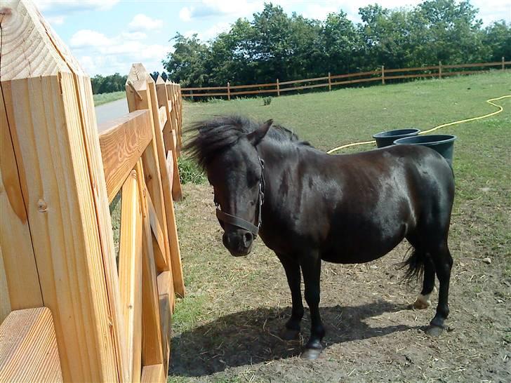 Shetlænder Wendy billede 18