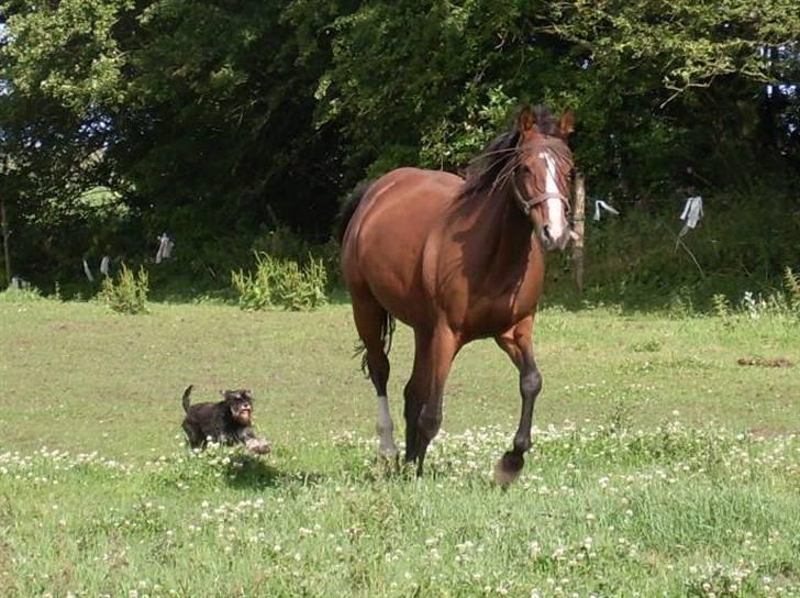 Dansk Varmblod Raphiella Scarlet - 21.07.09...med Rumle i hælene billede 19