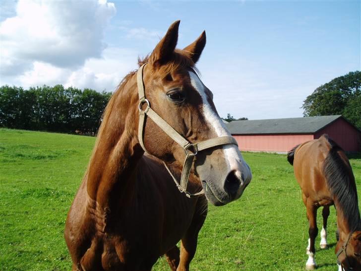 Fuldblod (XX) Bella R.I.P. billede 1