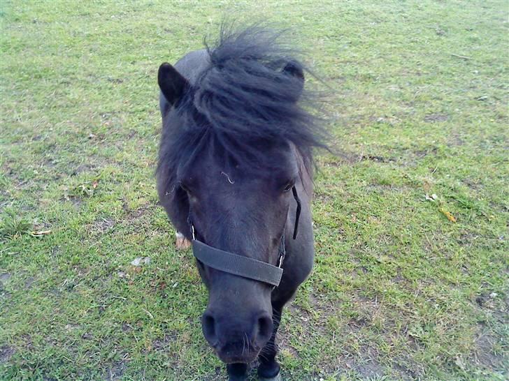 Shetlænder Wendy billede 19