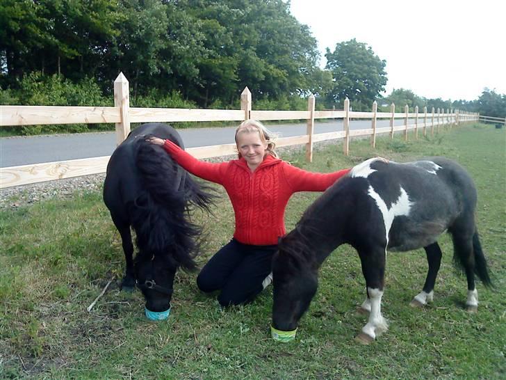 Shetlænder Wendy - De e uadskillige billede 20