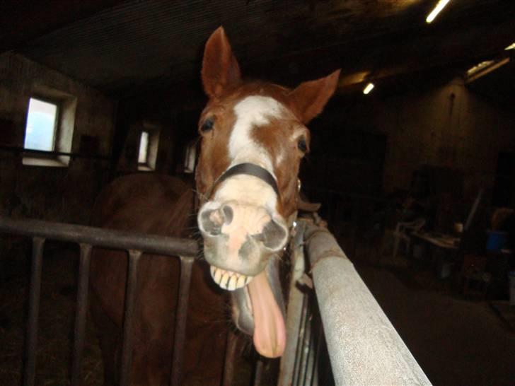 Fuldblod (XX) Bella R.I.P. - og så gaber man lige hehe. billedet er taget d. 11/11-09 billede 2