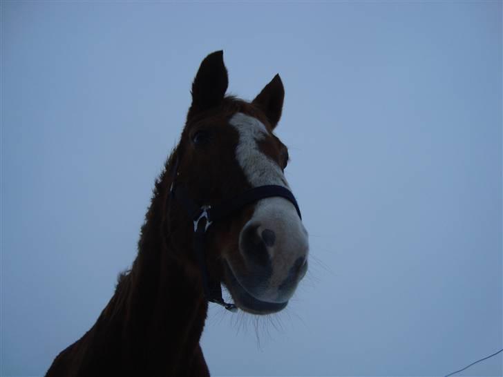 Fuldblod (XX) Bella R.I.P. billede 8