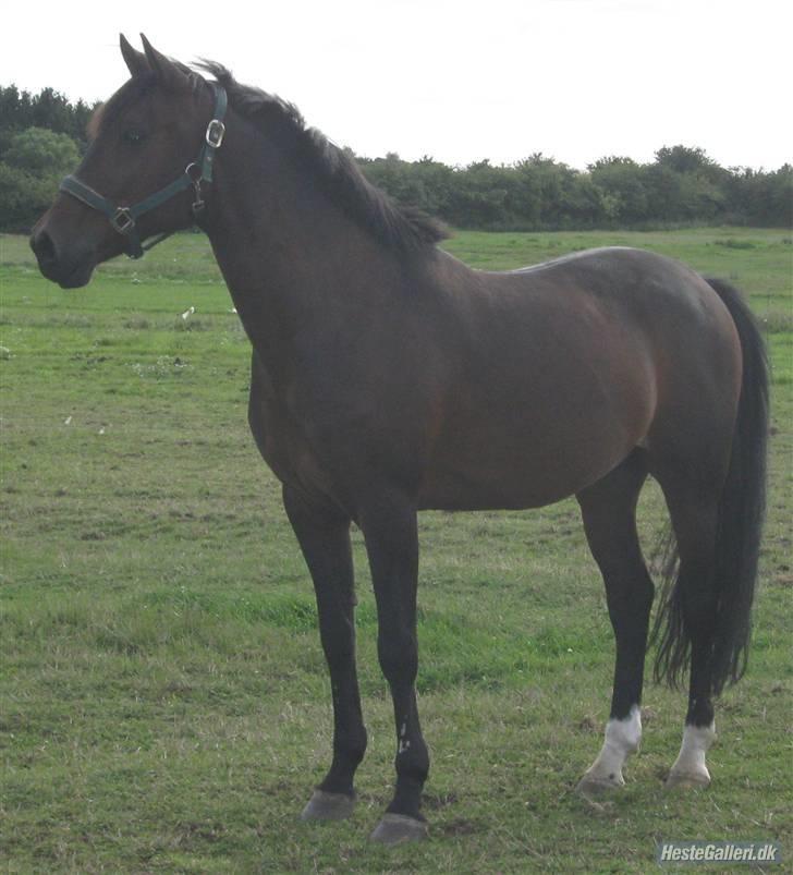 Anden særlig race Flint <3 R.I.P † 23.05.11 - Flint på fold august 2009 (: Foto: Suzy Jensen. billede 10