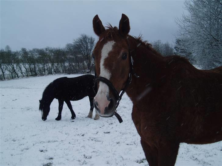 Fuldblod (XX) Bella R.I.P. billede 13