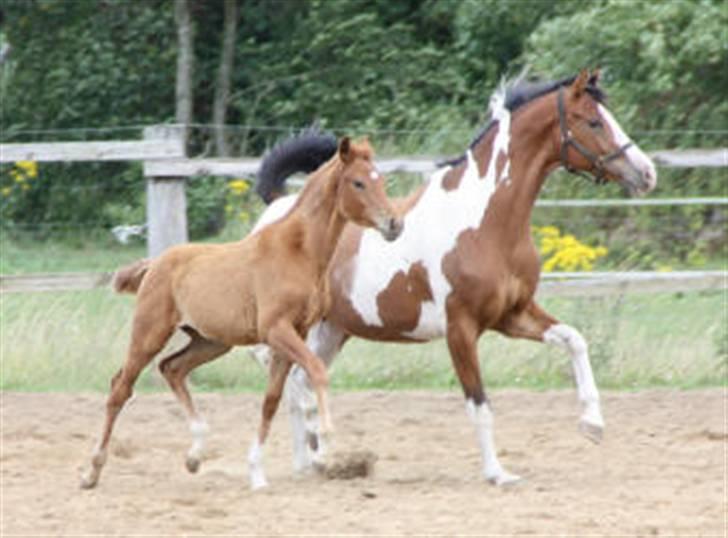 Dansk Varmblod Hoelgaards Simply Red - billeder taget af stutteri Hoelgaard simply 1 mdr billede 1
