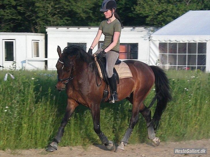 Anden særlig race Flint <3 R.I.P † 23.05.11 - Dressur træning august 2010 (: Foto: Nina Bønneland. billede 13