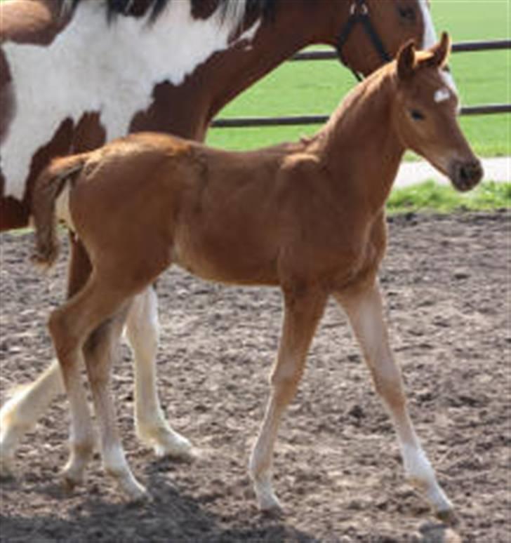Dansk Varmblod Hoelgaards Simply Red - billeder taget af stutteri Hoelgaard simply 1 mdr billede 2