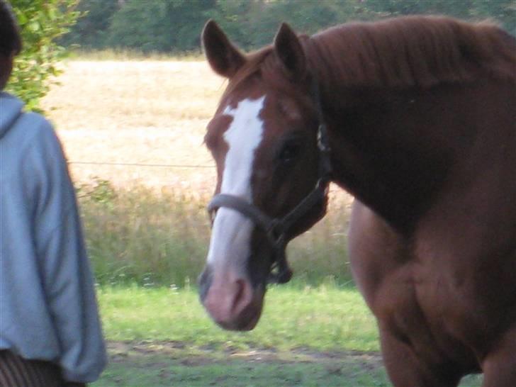 Dansk Varmblod Mutti Krogager - Hej mor... Nu vil jeg godt med ind.. billede 9