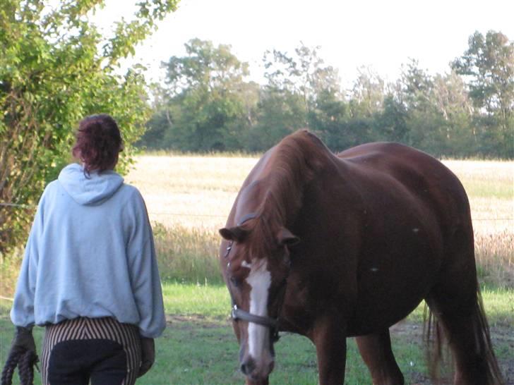 Dansk Varmblod Mutti Krogager - Hvad er det der ligger der på jorden... Det er lidt farligt tror jeg... billede 10