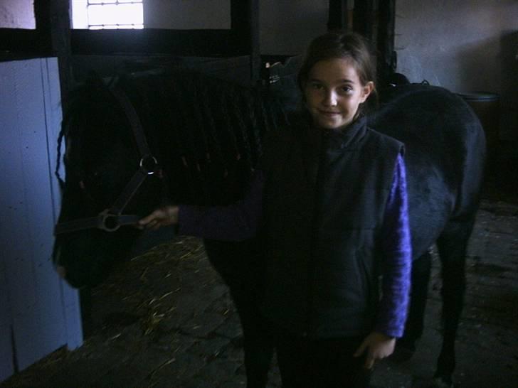 Welsh Mountain (sec A) Pegazus billede 13